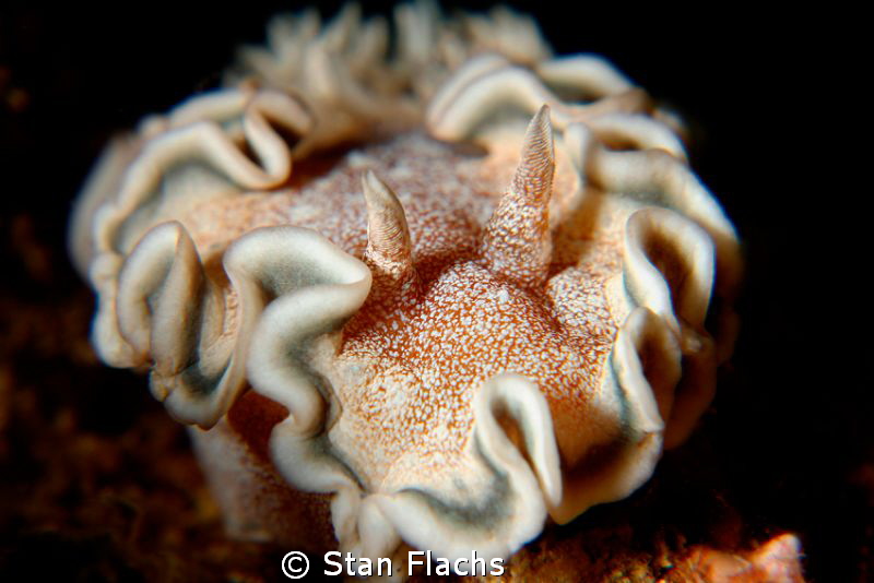 Glossodoris hikuerensis by Stan Flachs 