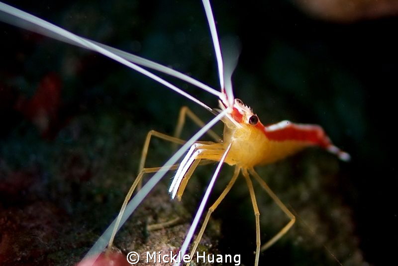 WHITE BANDED CLEANER SHRIMP
Seraya Bali by Mickle Huang 