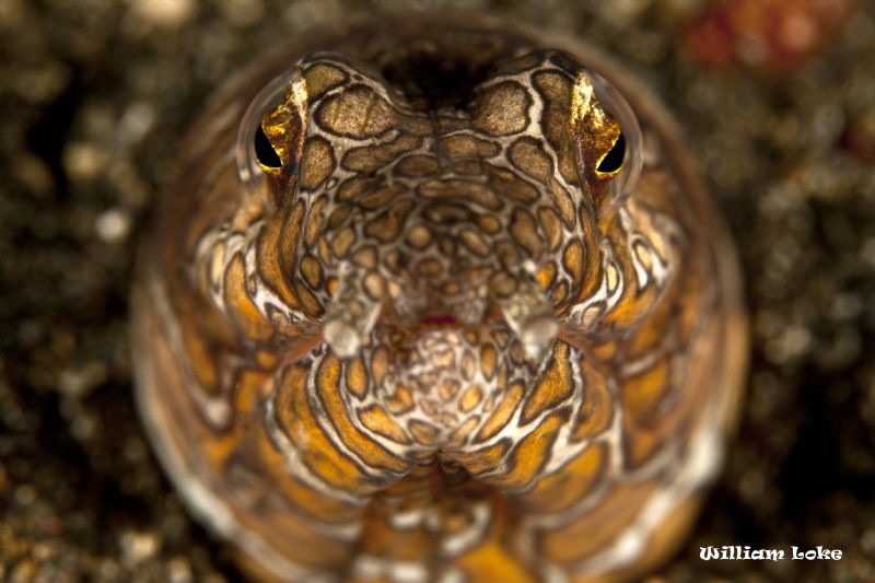Snake Eel by William Loke 