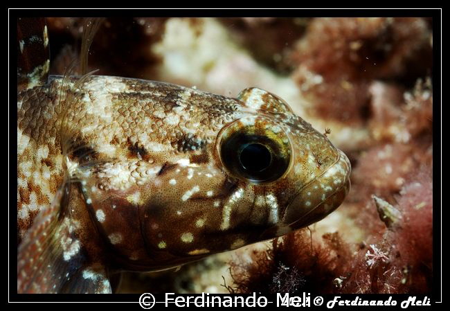 Mediterranean gobi (Gobius niger). by Ferdinando Meli 
