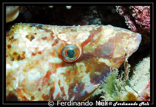 Symphodus tinca. by Ferdinando Meli 