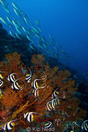 From a trip to Tubbataha last summer, the first time I ev... by Kip Nead 