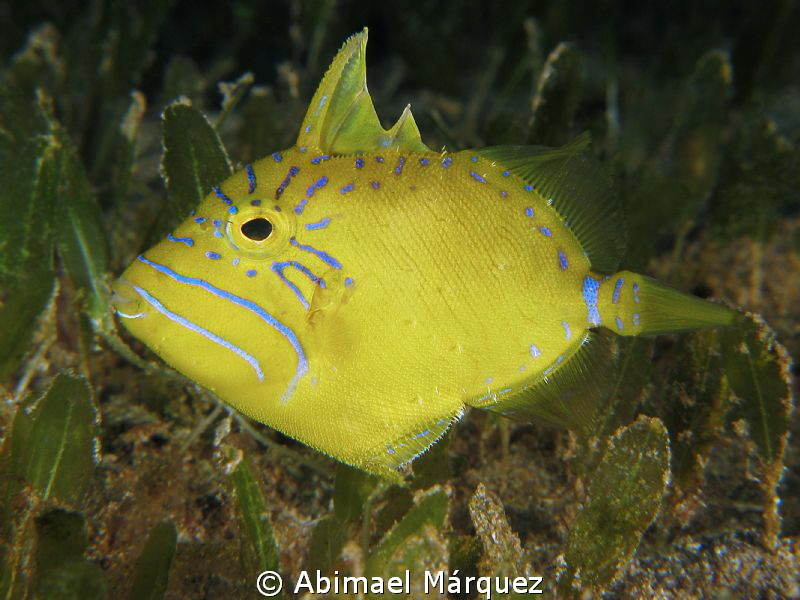 Queen Triggerfish Juvenile by Abimael Márquez 