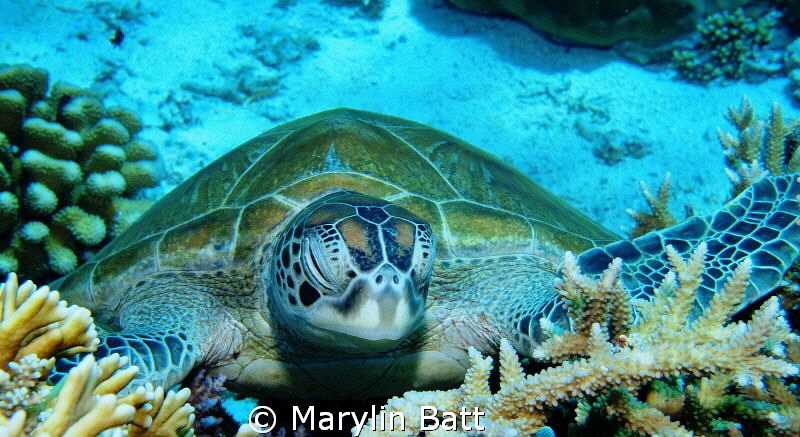 Sleeping Turtle by Marylin Batt 