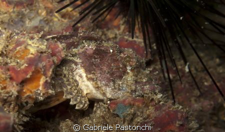 Scorpion fish by Gabriele Pastonchi 