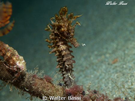 hippocampus by Walter Bassi 