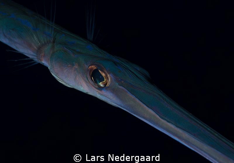 On my first trip to Egypt and my first liveaboard I saw a... by Lars Nedergaard 
