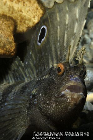 Blenny. Blennius ocellaris by Francesco Pacienza 