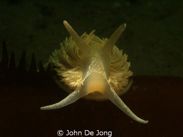 Some playing with the snoot yesterday. These Aeolidia pap... by John De Jong 
