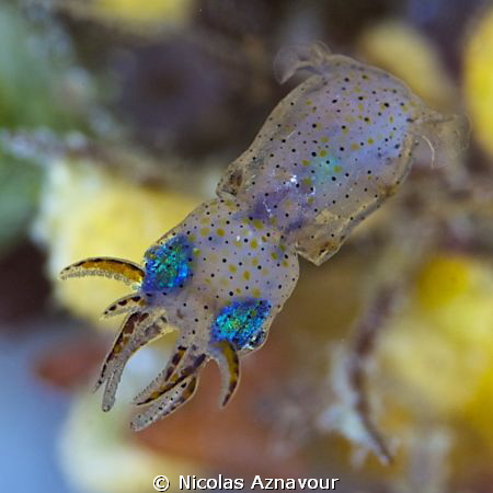 A small squid swimming at night. by Nicolas Aznavour 