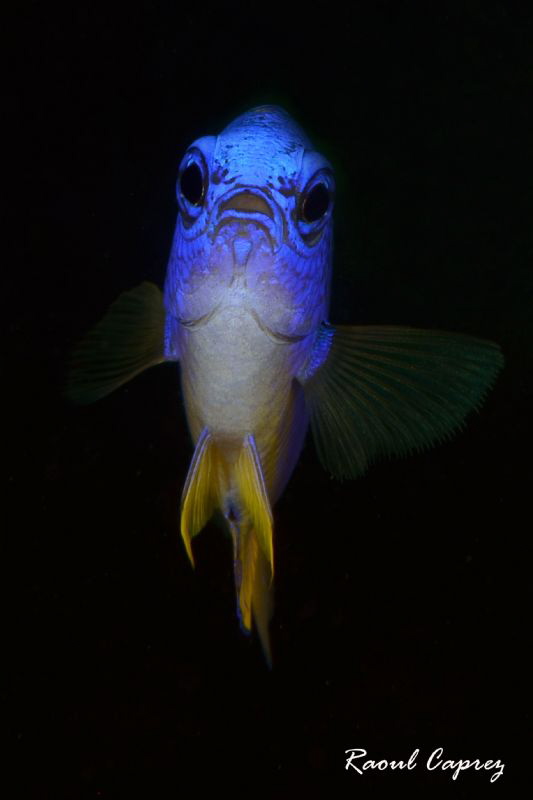 Blue apparition by Raoul Caprez 