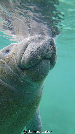 Manatee Portrait by James Laker 