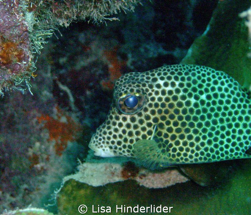 I like his polka dotted eyes! by Lisa Hinderlider 