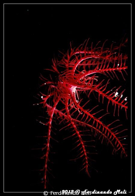 Crinoid (Antedon mediterranea). by Ferdinando Meli 