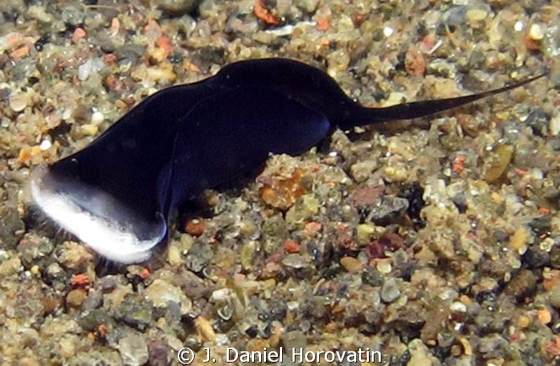 Nudibranch - Chelidonura (I think) by J. Daniel Horovatin 