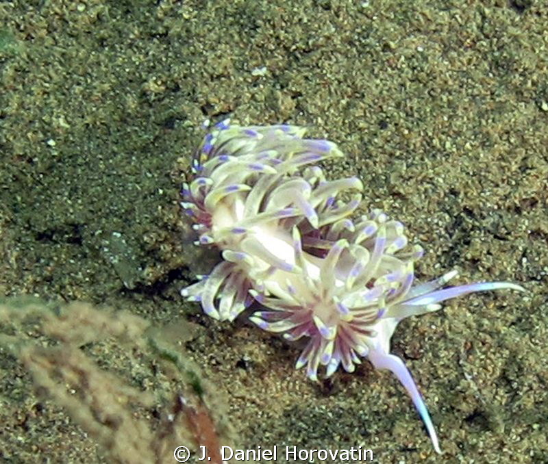 Cratena lineata by J. Daniel Horovatin 
