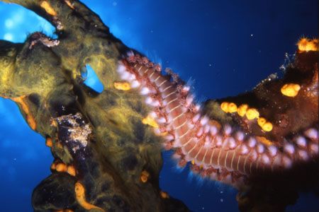 Bristle Worm Awakes in Bon Aire. by David Spiel 