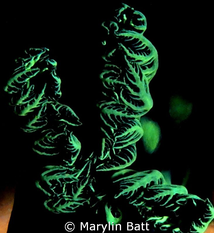 Gills of Nebrotha cristita nudibranch by Marylin Batt 