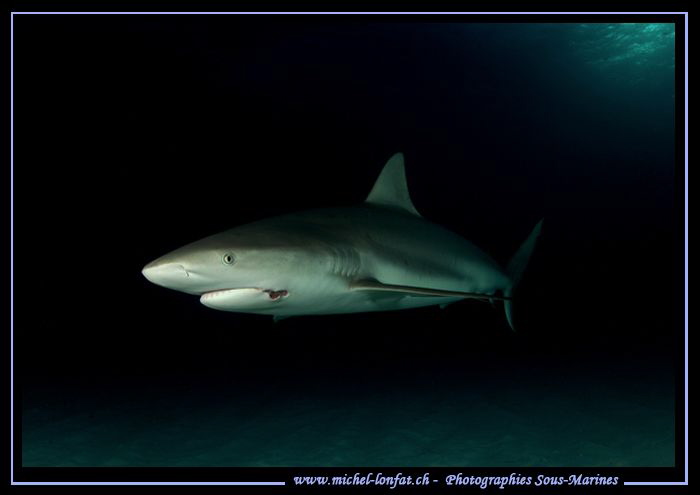 Reef Shark... :O)... by Michel Lonfat 