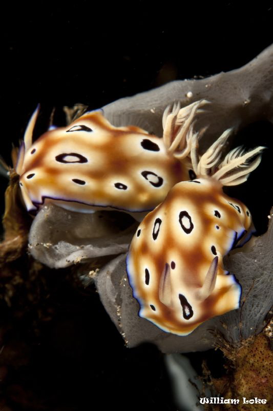 One Nudi... by William Loke 
