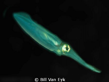 Squid under pier during daytime with flash. by Bill Van Eyk 