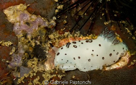 Jorunna funebris by Gabriele Pastonchi 