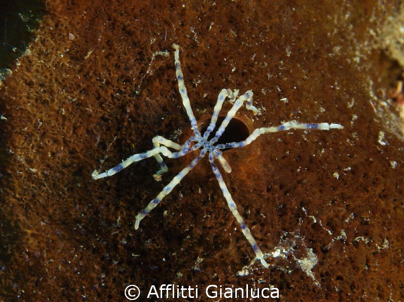pantopoda sp. by Afflitti Gianluca 