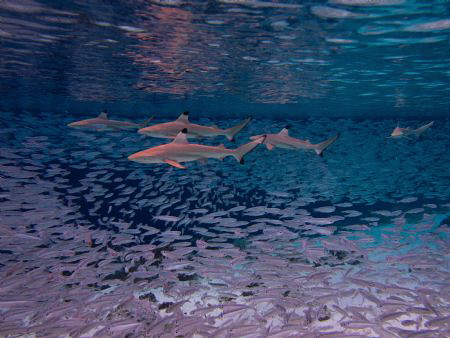 5 Blacktips hunting by Spencer Burrows 