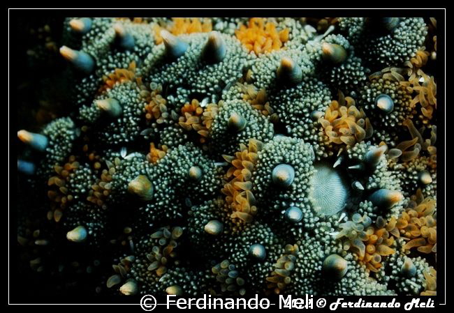 Detail of a starfish (Marthasterias glacialis). by Ferdinando Meli 