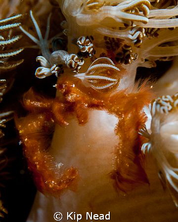 Found this orangutan crab on an anenome in a ripping curr... by Kip Nead 