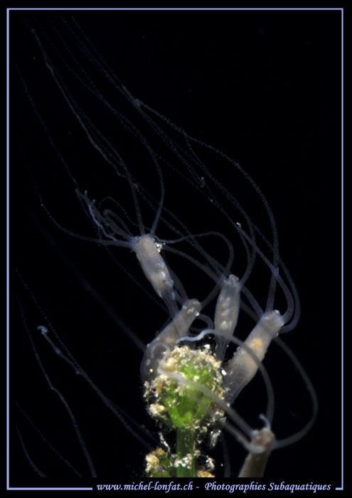A couple of Hydras on a Water Grass.... :O)... by Michel Lonfat 