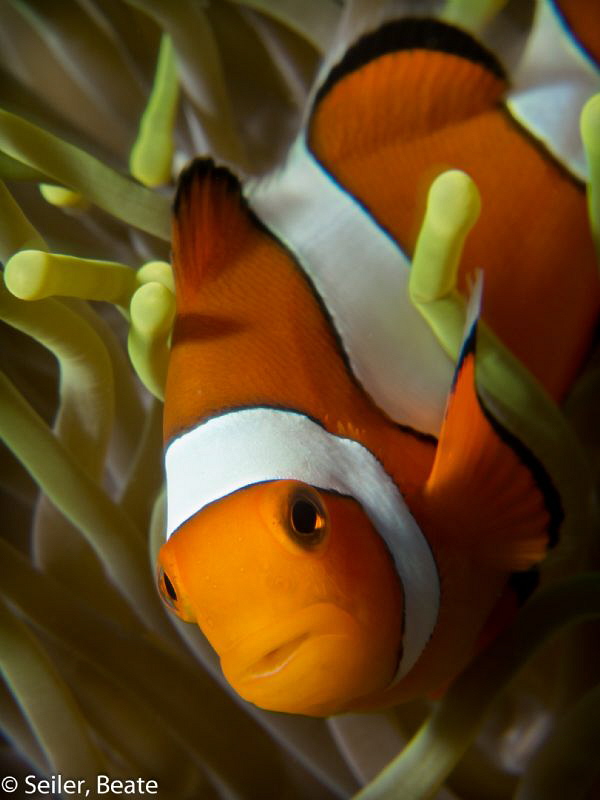 Clownfish at Alam Batu housereef, Taken with Canon G12 an... by Beate Seiler 
