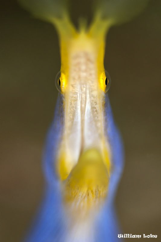 Ribbon Eel @ f2.8 by William Loke 