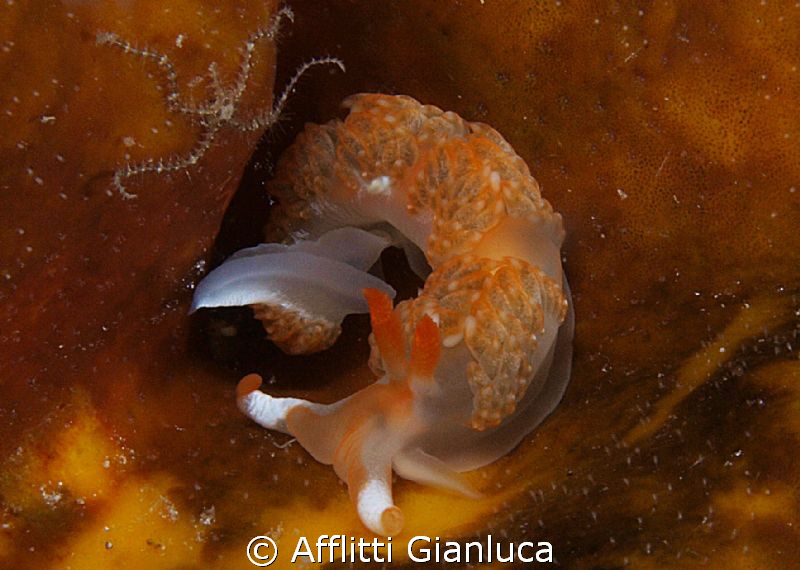 facelinidae Godiva sp by Afflitti Gianluca 