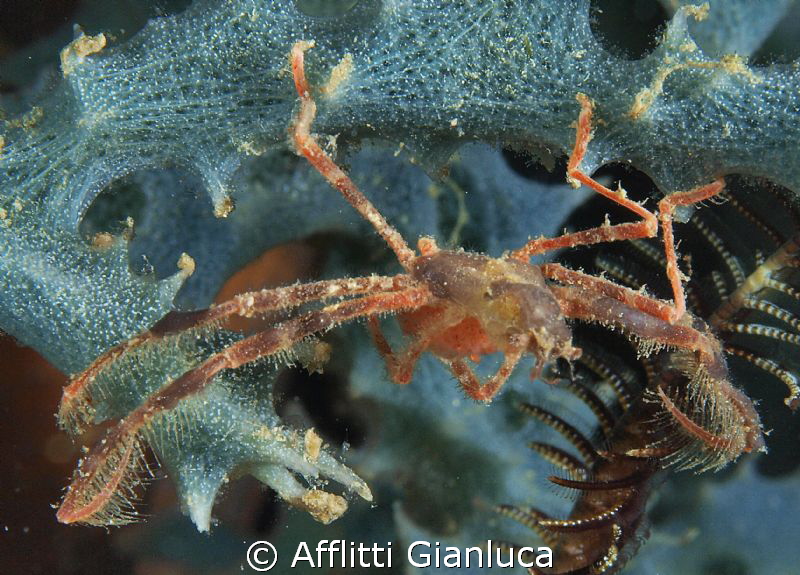 night dive... little crab by Afflitti Gianluca 