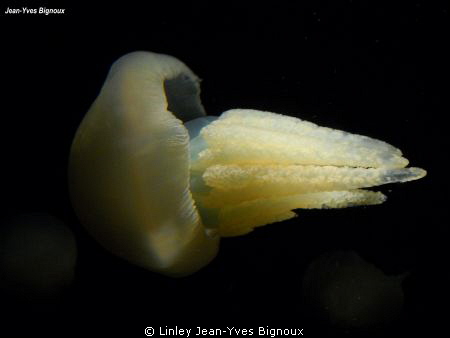 Canon EOS 7D ,minimal light ,minimal flash ,Ikelite DS 15... by Linley Jean-Yves Bignoux 