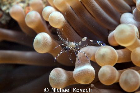 Spotted Cleaner Shrimp on a Giant Anemone on the Big Cora... by Michael Kovach 