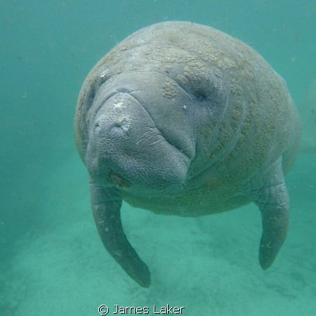 Manatee by James Laker 