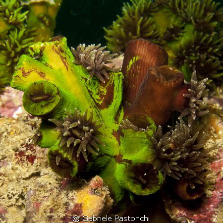 green cup coral by Gabriele Pastonchi 