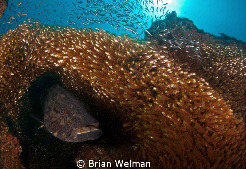 "Bass & Glass Fish"
 by Brian Welman 