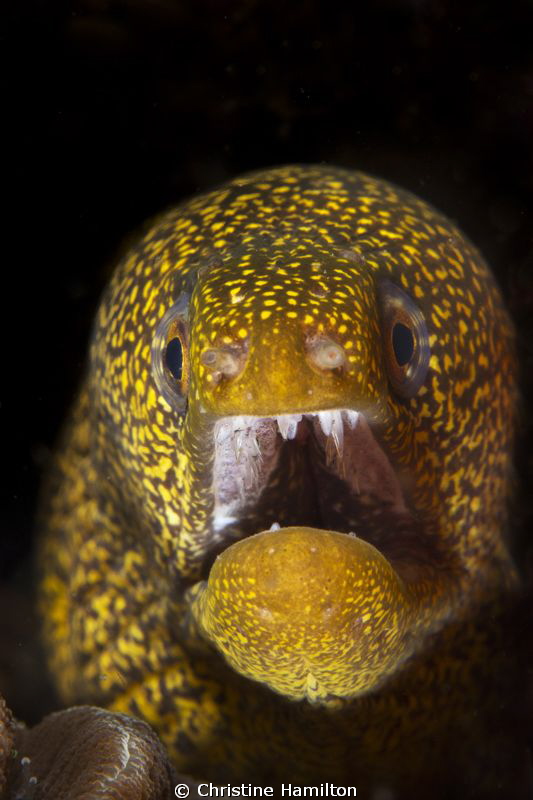 Abbott's Moray by Christine Hamilton 