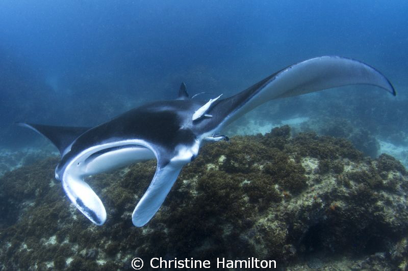 Flying by Christine Hamilton 