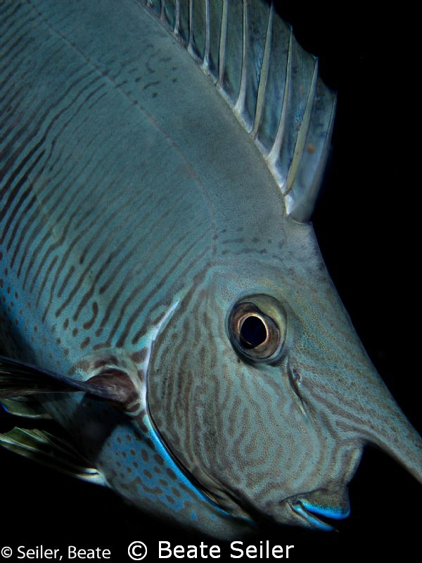 Unicorn fish on a nichtdive at Alam Batu housereef by Beate Seiler 