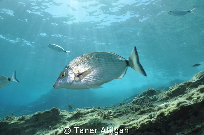 It was a sunny day.. by Taner Atilgan 