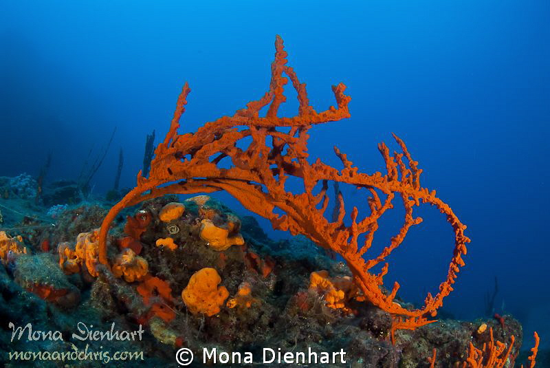 Red red red by Mona Dienhart 