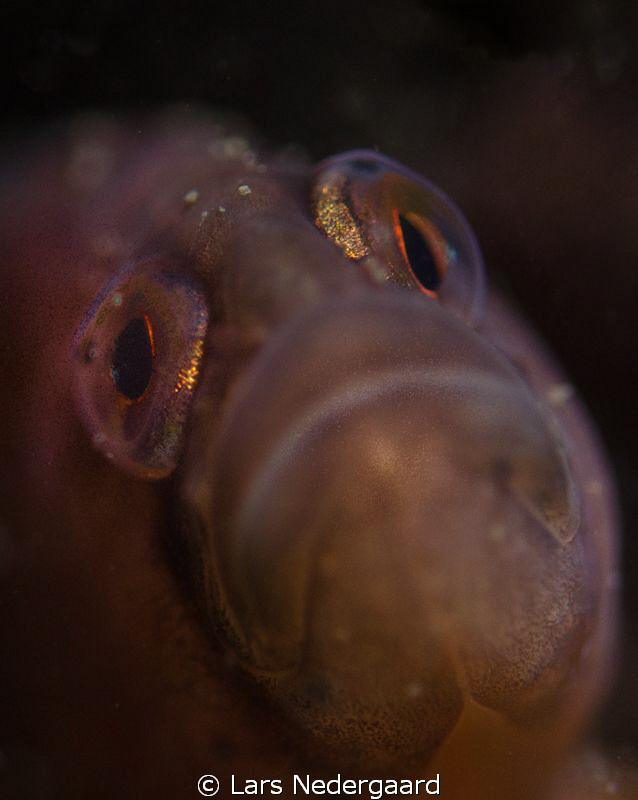 Nikon D7000 with 60mm Nikkor macro lens. 1/60 sec@f5.0, I... by Lars Nedergaard 