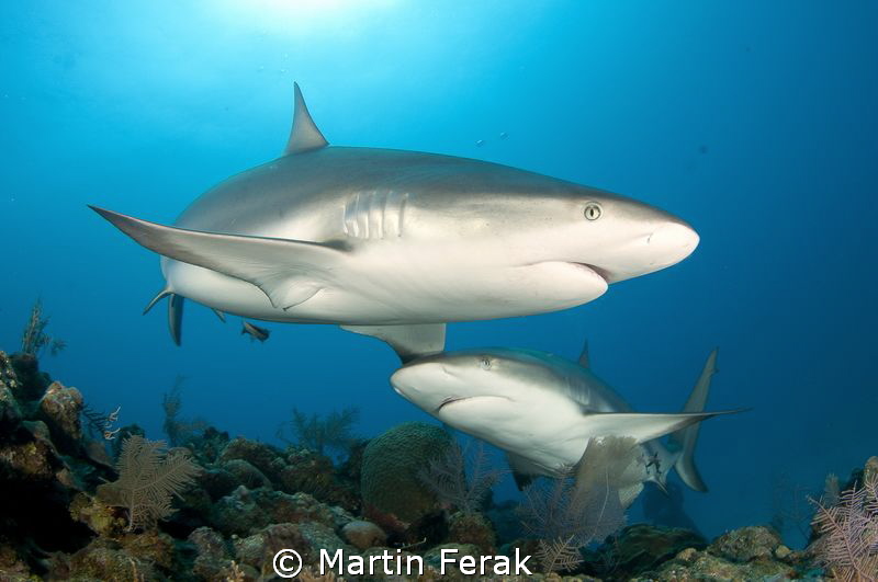A very fresh shot... right from the last dive today in Ja... by Martin Ferak 