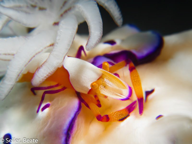 Imperator shrimp on a chromodoris doing his job ! by Beate Seiler 