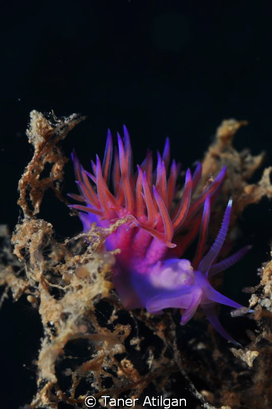 nudi in shadows by Taner Atilgan 