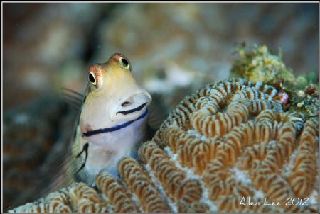 I love Blenny.Nikon D80,105VR,f10.1/100,YS-120*2. by Allen Lee 